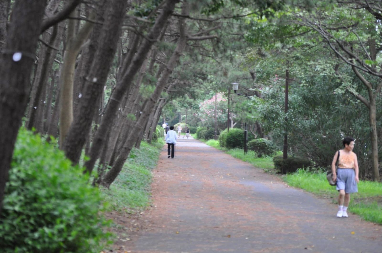 View through a traditional Japanese shrine gate revealing a stone path — a komichi leading forward