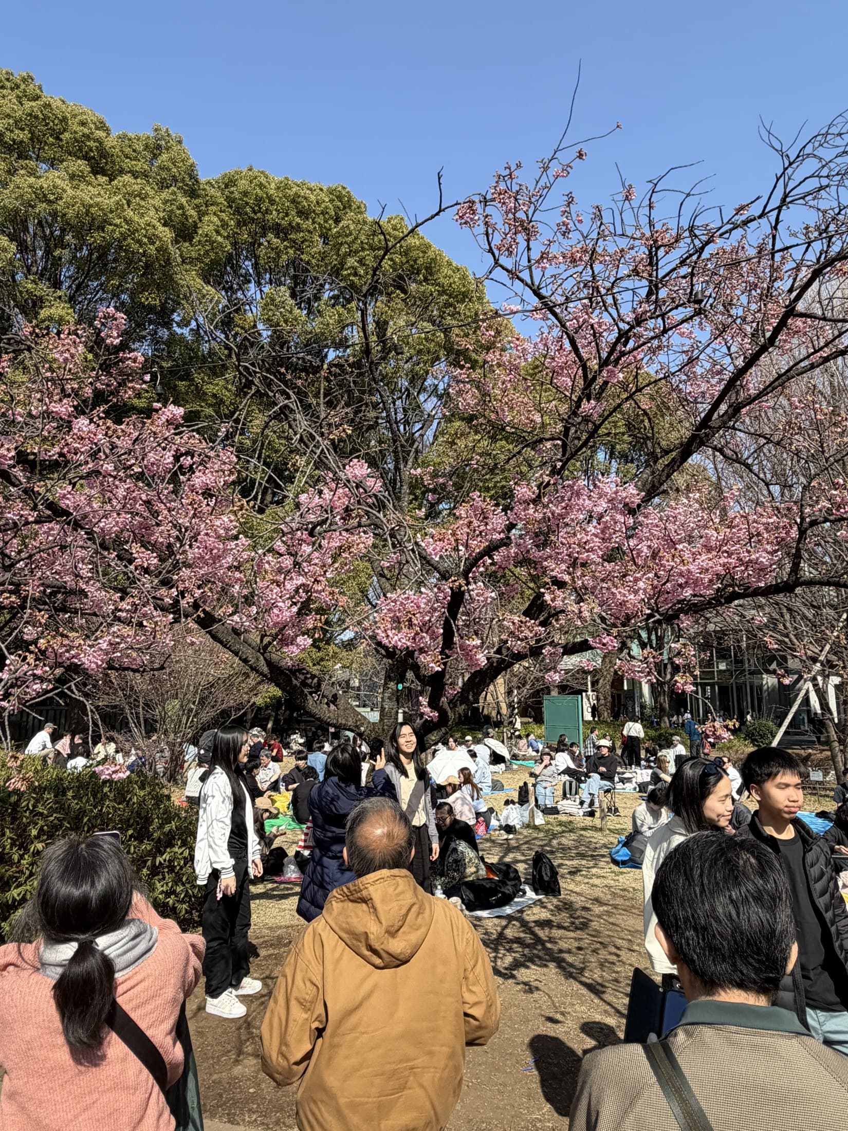 Cherry blossoms in Tokyo