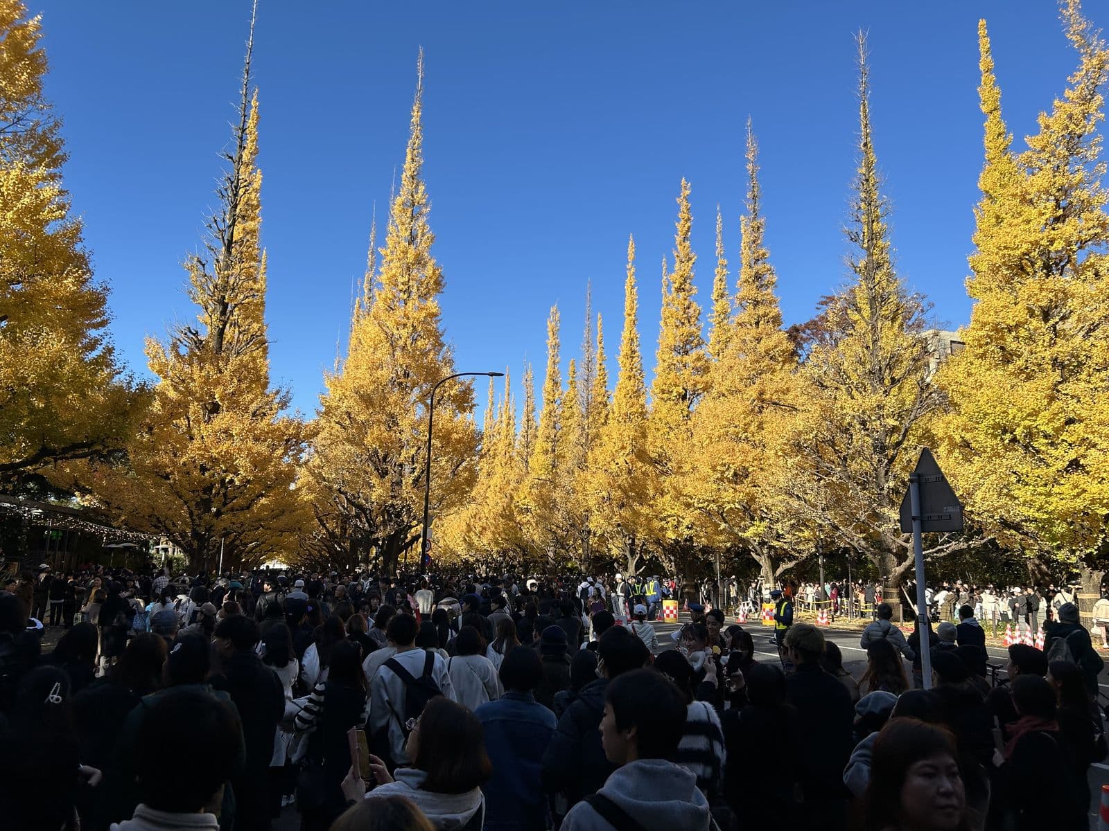 Golden ginkgo avenue on a Tokyo campus